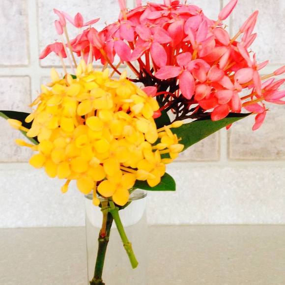 Meet your Posher, Kris - Picture 1 of 1